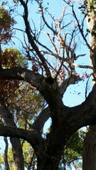 Eucalyptus marginata marginata