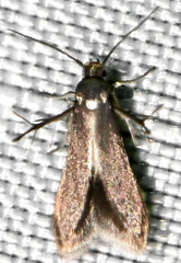 Schreckensteinia erythriella