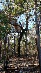 Eucalyptus marginata marginata