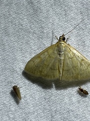 Crocidophora tuberculalis