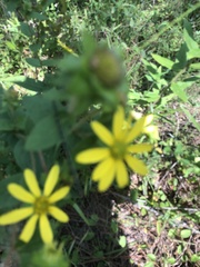 Silphium asperrimum