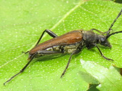 Trachysida mutabilis