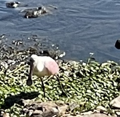 Platalea ajaja