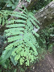 Peltophorum