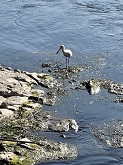 Platalea ajaja
