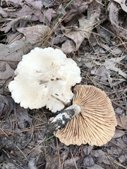Lactarius subplinthogalus