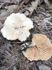 Lactarius subplinthogalus