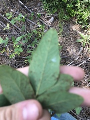 Desmodium nuttallii