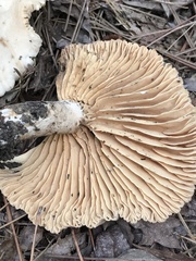 Lactarius subplinthogalus