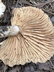 Lactarius subplinthogalus