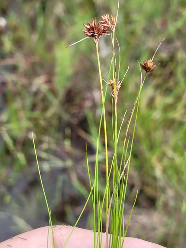 Image of Rhynchospora filifolia by (c) Jay Horn, some rights reserved (CC BY)