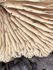 Lactarius subplinthogalus