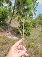 Schizachyrium rhizomatum
