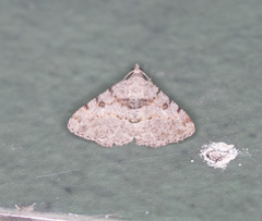 Digrammia gnophosaria