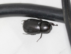 Dyscinetus morator
