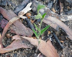 Pterostylis sargentii