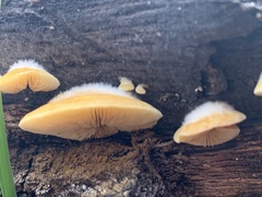 Crepidotus croceotinctus