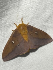 Anisota pellucida