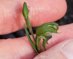 Pterostylis sargentii