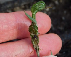 Pterostylis sargentii