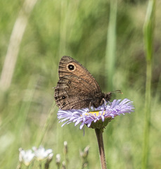 Cercyonis oetus