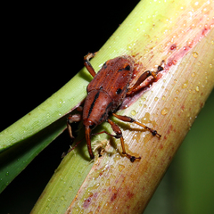 Metaprodioctes formosanus