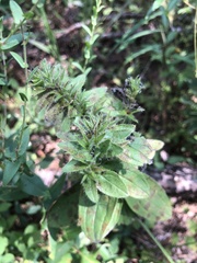 Lithospermum virginianum