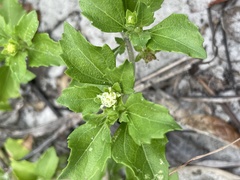 Acanthospermum australe