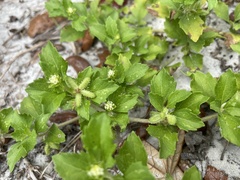 Acanthospermum australe