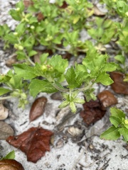 Acanthospermum australe