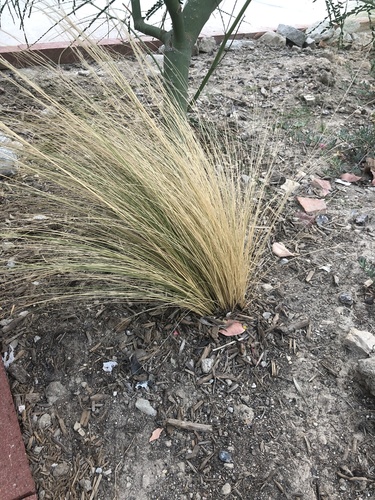 photo of Tussockgrasses (Nassella)