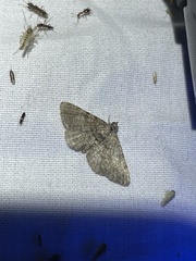 Digrammia gnophosaria