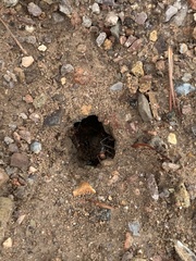 Myrmecocystus mendax