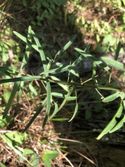 Desmodium strictum