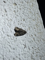 Homophoberia apicosa