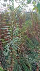 Pityrogramma trifoliata