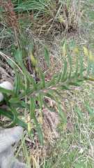 Pityrogramma trifoliata