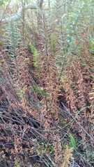 Pityrogramma trifoliata