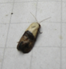 Eugnosta erigeronana