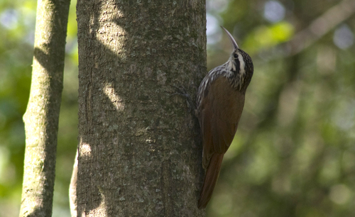 Trepatroncos Chico (Lepidocolaptes angustirostris)