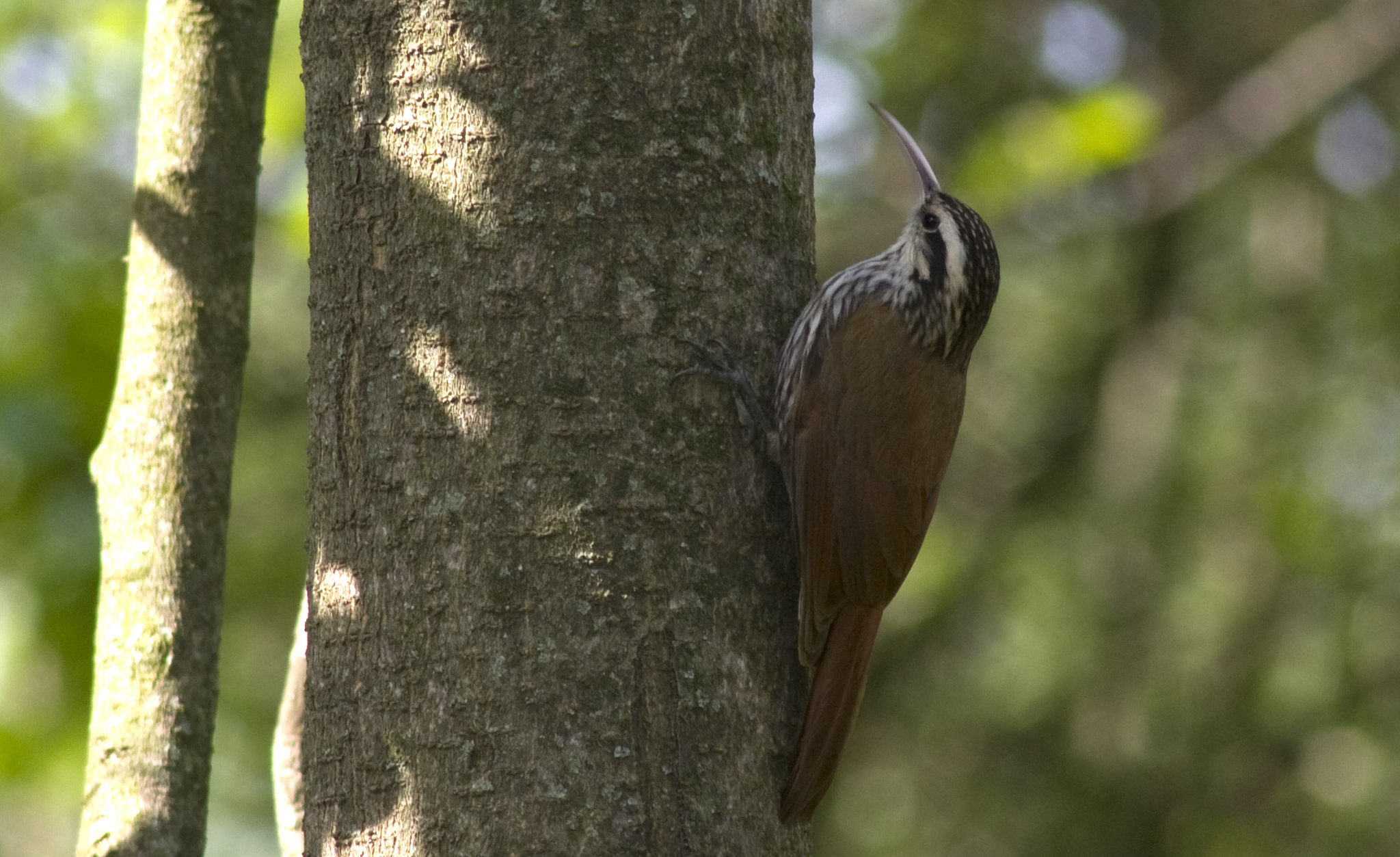 Narrow-billed Woodcreeper illustration