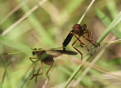 Diogmites platypterus