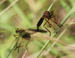 Diogmites platypterus