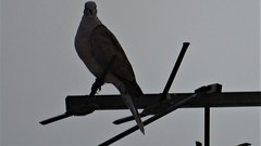 Streptopelia decaocto