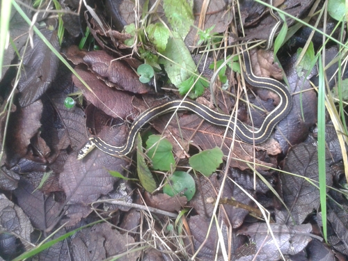 Photo of a Yellow-throated gartersnake (Thamnophis pulchrilatus)