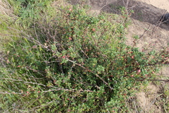 Eriogonum parvifolium