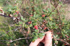 Eriogonum parvifolium