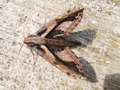 Xylophanes ceratomioides