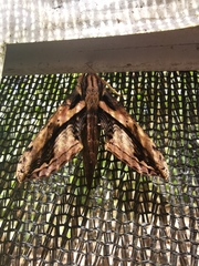 Xylophanes ceratomioides