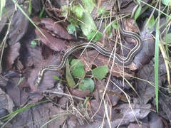 Thamnophis pulchrilatus